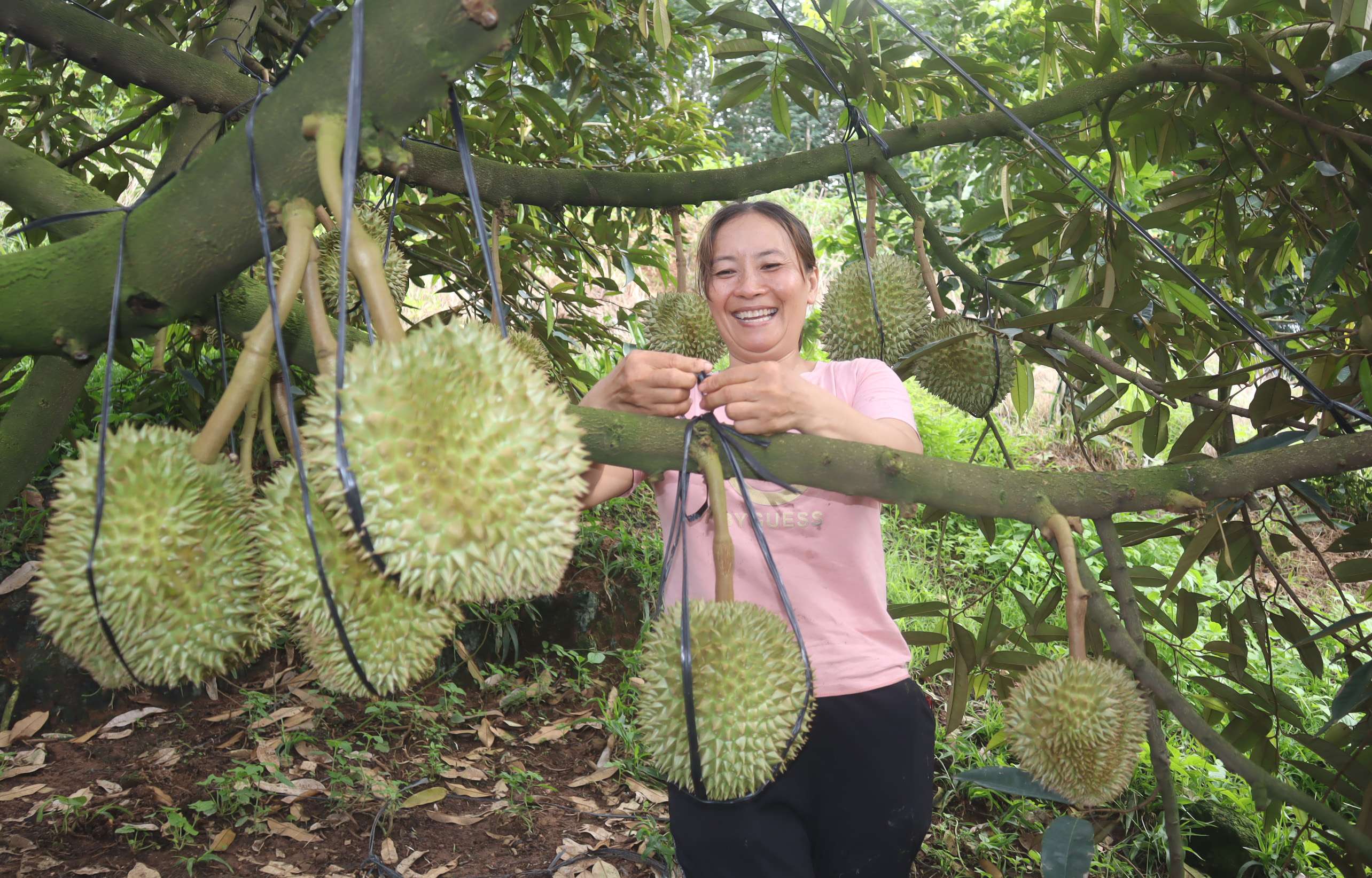 Kon Tum Tăng trưởng GRDP trong 6 tháng đầu năm đứng đầu khu vực Tây Nguyên