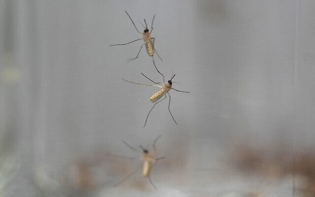 Israel ghi nhận hơn 500 ca mắc bệnh do virus Tây sông Nile