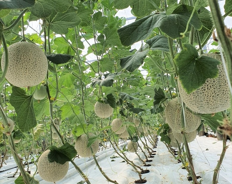 Thanh Hóa phê duyệt kinh phí thực hiện nhiệm vụ khoa học và công nghệ thuộc Chương trình nông thôn miền núi đợt 1