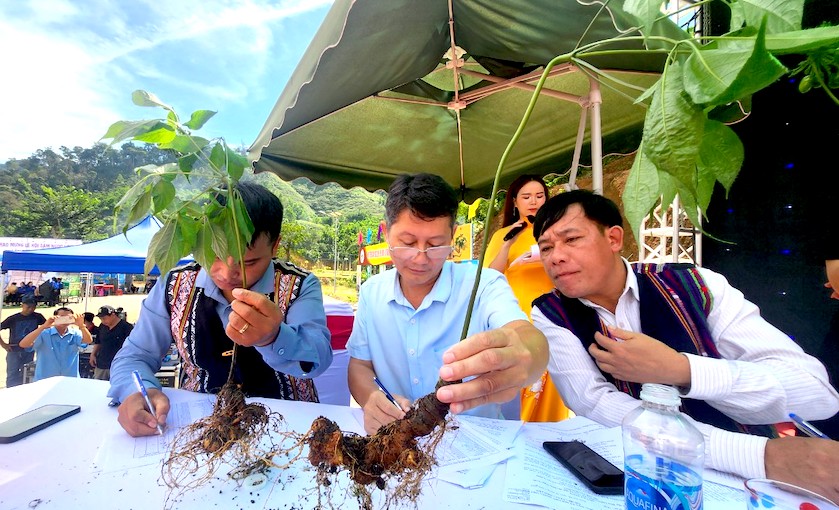 Hội thi sâm Ngọc Linh - Nơi gặp gỡ, giao lưu giữa những người trồng sâm