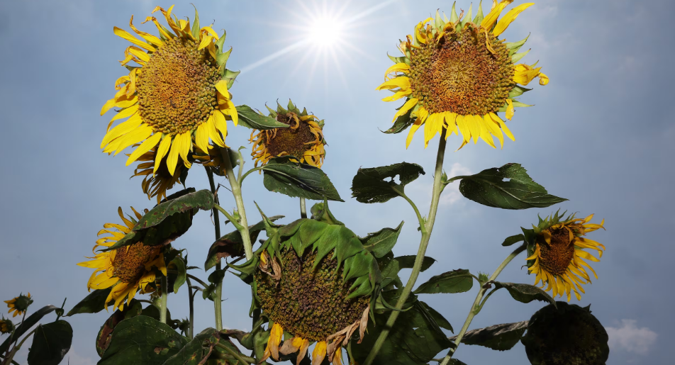 Hàn Quốc ghi nhận 13 trường hợp tử vong do nắng nóng