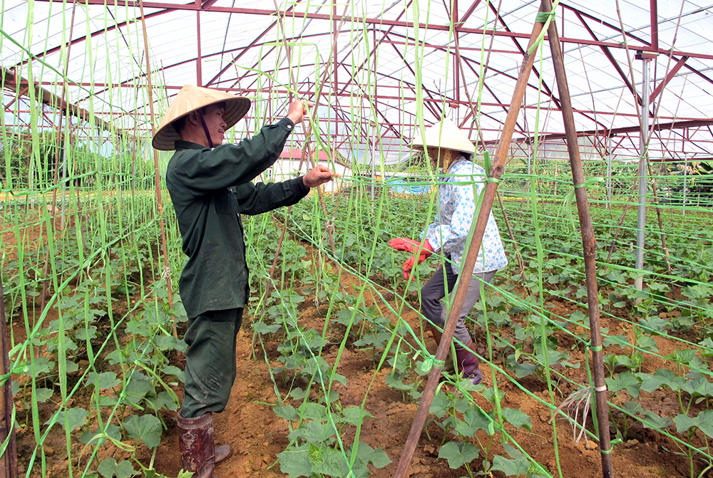 Phát triển nông nghiệp hữu cơ bảo đảm an toàn cho người sử dụng và môi trường