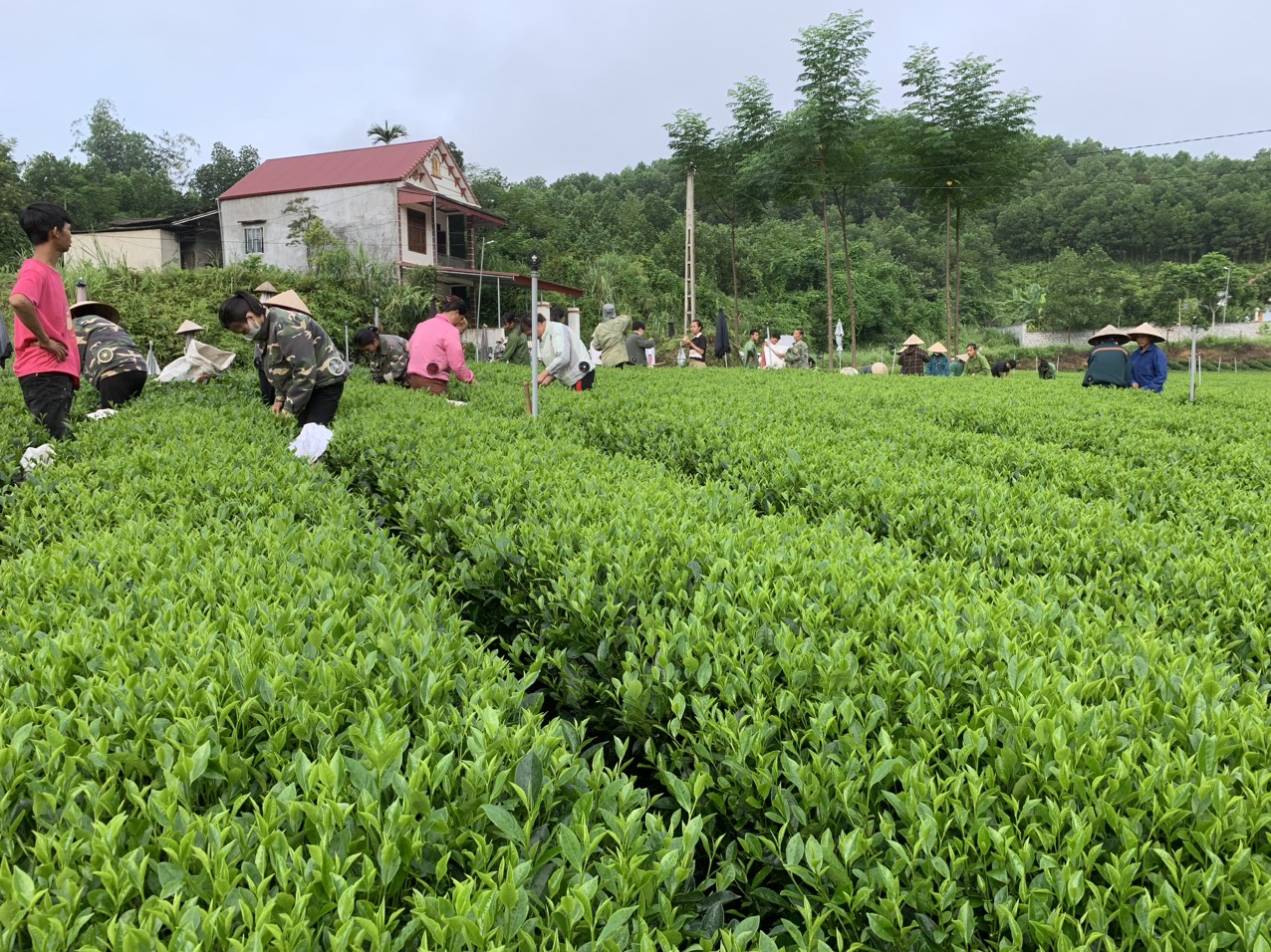 Đồng Hỷ Nhân rộng nhiều mô hình giảm nghèo hiệu quả