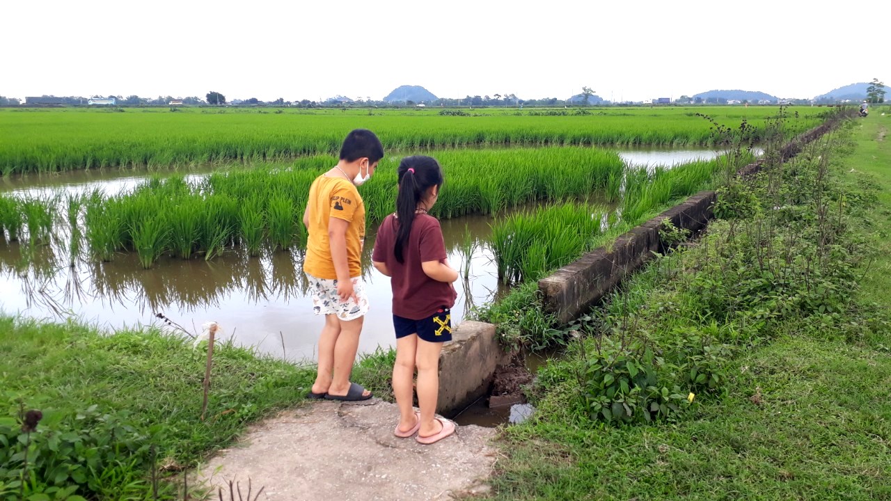 Cánh đồng làng - nơi lưu dấu hồn quê