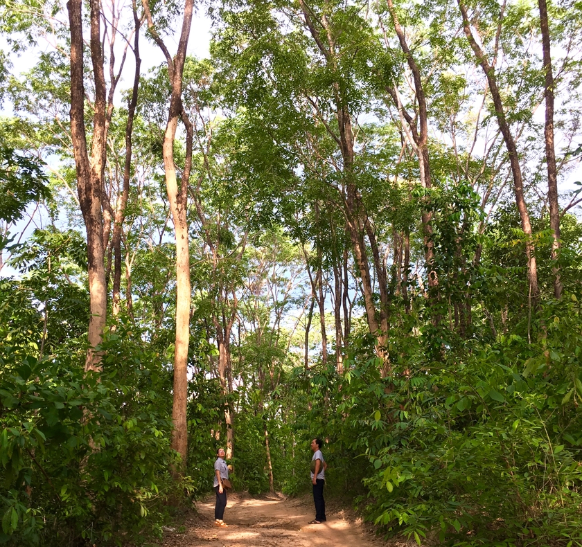 Gia Lai Tăng cường huy động các nguồn lực xã hội hóa trồng rừng và cây phân tán