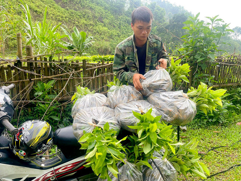 Bắc Kạn Làm tốt công tác trồng rừng chống biến đổi khí hậu