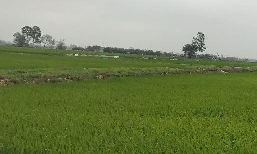 Chính phủ ban hành Nghị định quy định chi tiết về đất trồng lúa