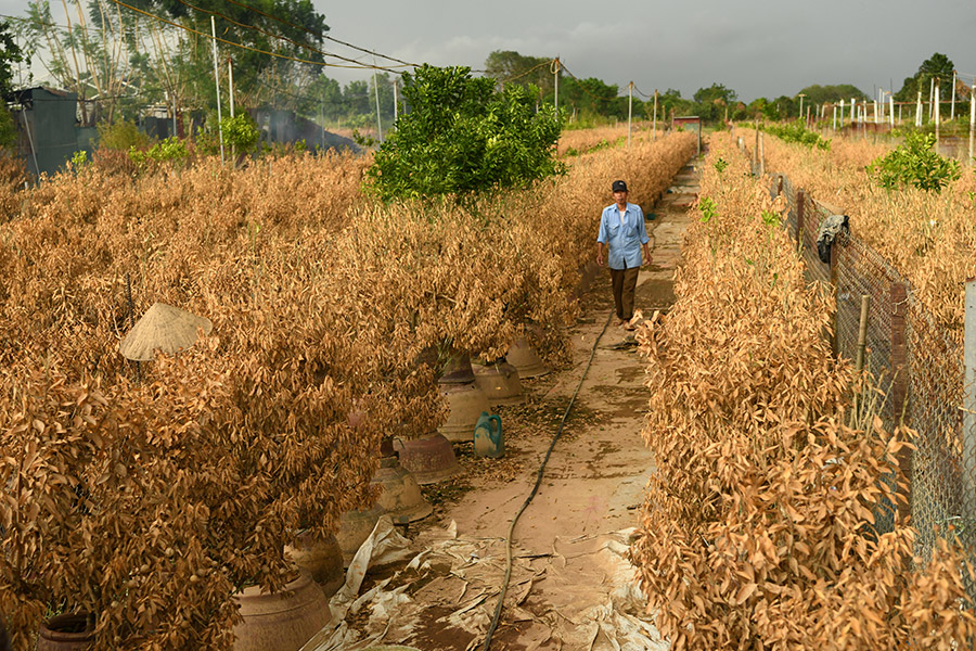 Vùng trồng đào Nhật Tân Còn lại gì sau mưa lũ