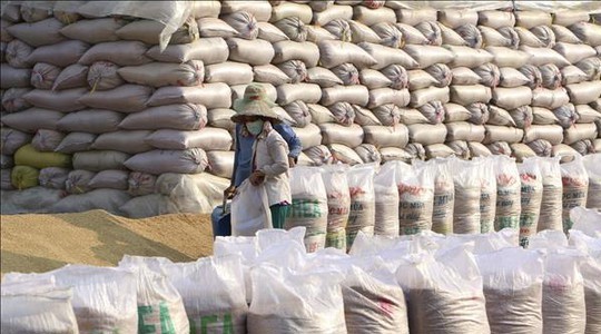 Xuất cấp hạt giống cây trồng từ nguồn dự trữ quốc gia hỗ trợ tỉnh Lào Cai khôi phục sản xuất