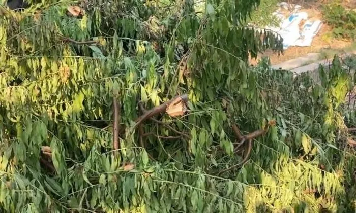 Khởi tố đối tượng phá hoại hàng trăm cây hoa đào của người dân