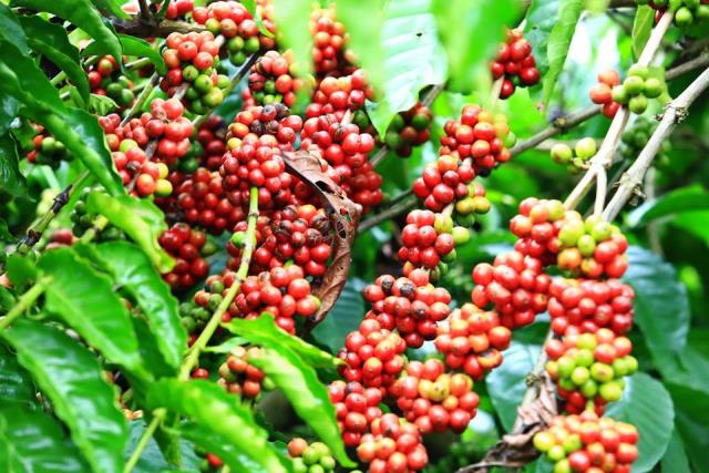 Gia Lai phấn đấu phát triển ổn định diện tích 100 000ha cà phê