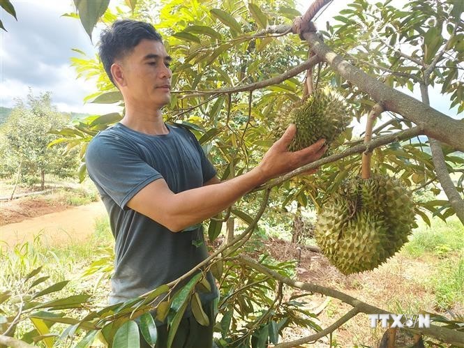 Gia Lai Mở rộng canh tác nông nghiệp hữu cơ gắn với chế biến sâu để tạo giá trị gia tăng