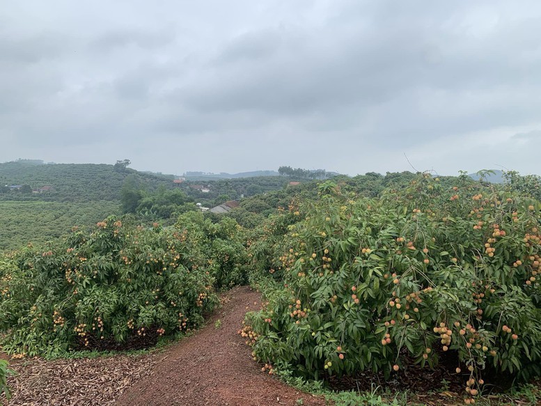 Bắc Giang tiếp tục nhân rộng mô hình thôn nông thôn mới, kiểu mẫu