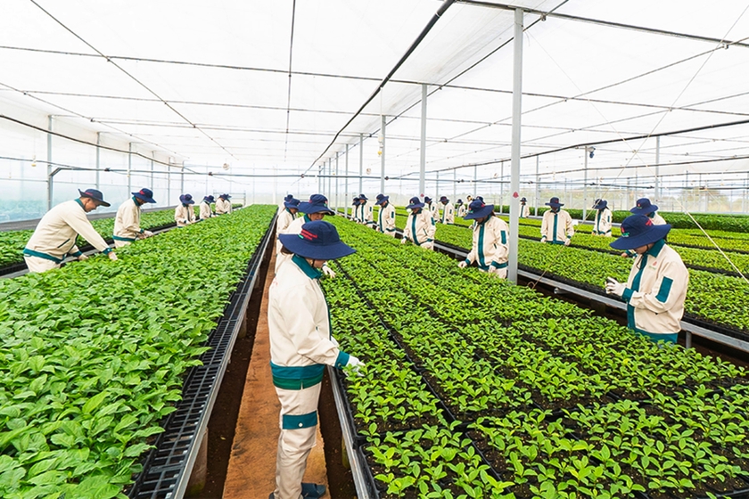 Gia Lai đẩy mạnh thu hút đầu tư vào nông nghiệp công nghệ cao