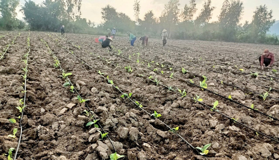 Gia Lai quy định tách thửa đất, hợp thửa đất