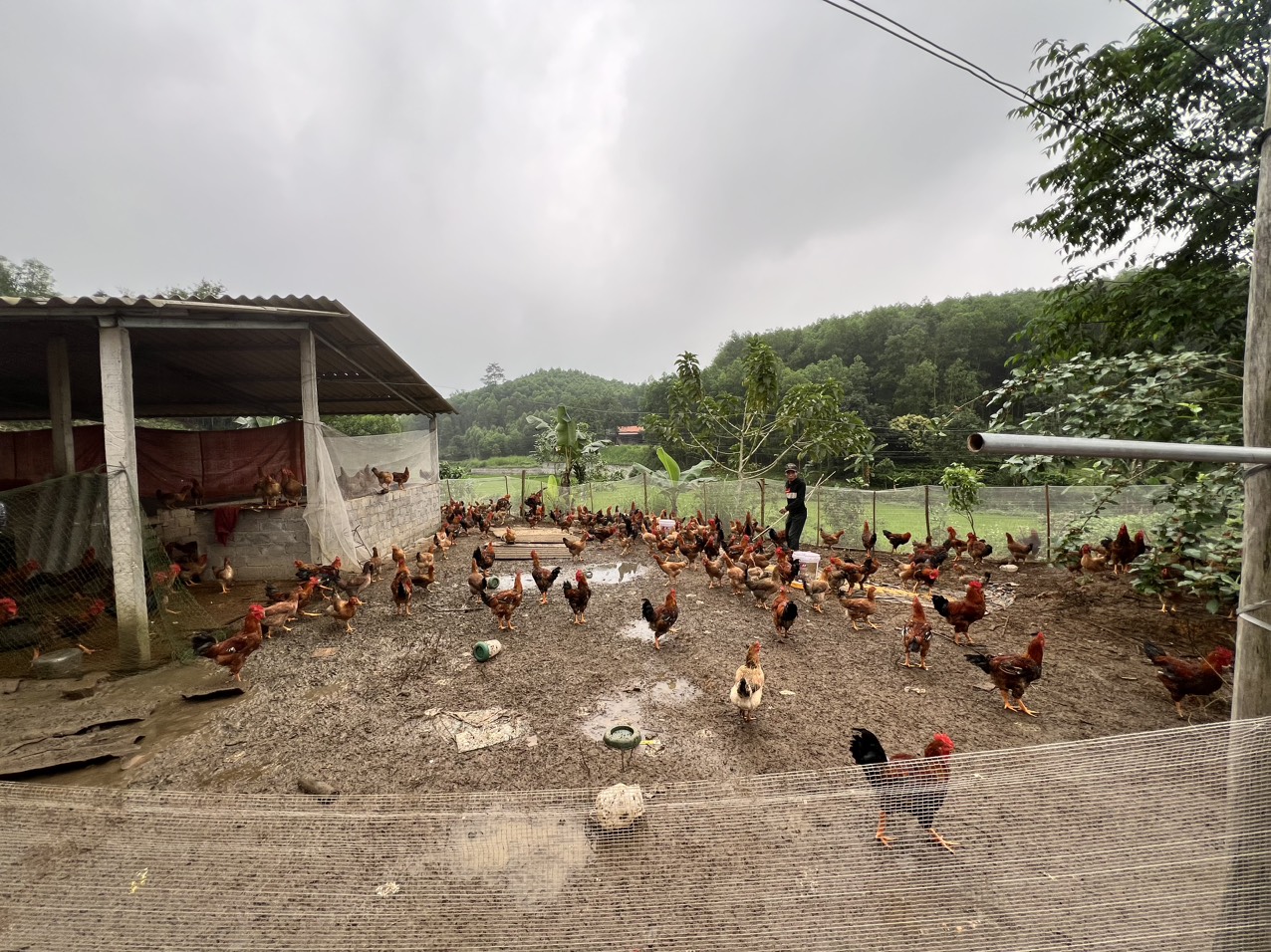 Huyện Phú Bình Giảm tỷ lệ hộ nghèo nhờ áp dụng các mô hình phát triển kinh tế