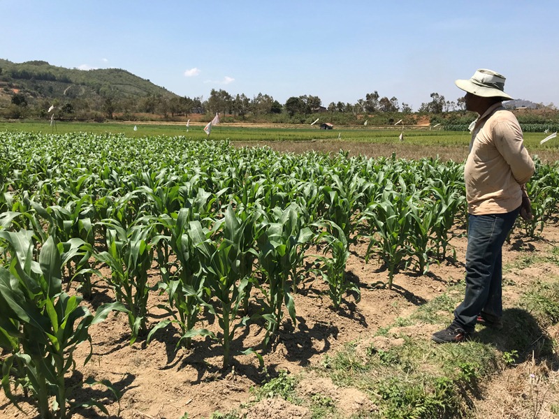 Lâm Đồng Nâng cao thu nhập cho đồng bào dân tộc thiểu số