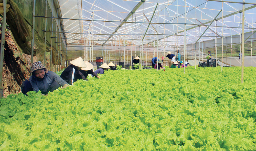 Lâm Đồng tập trung phát triển nông nghiệp bền vững