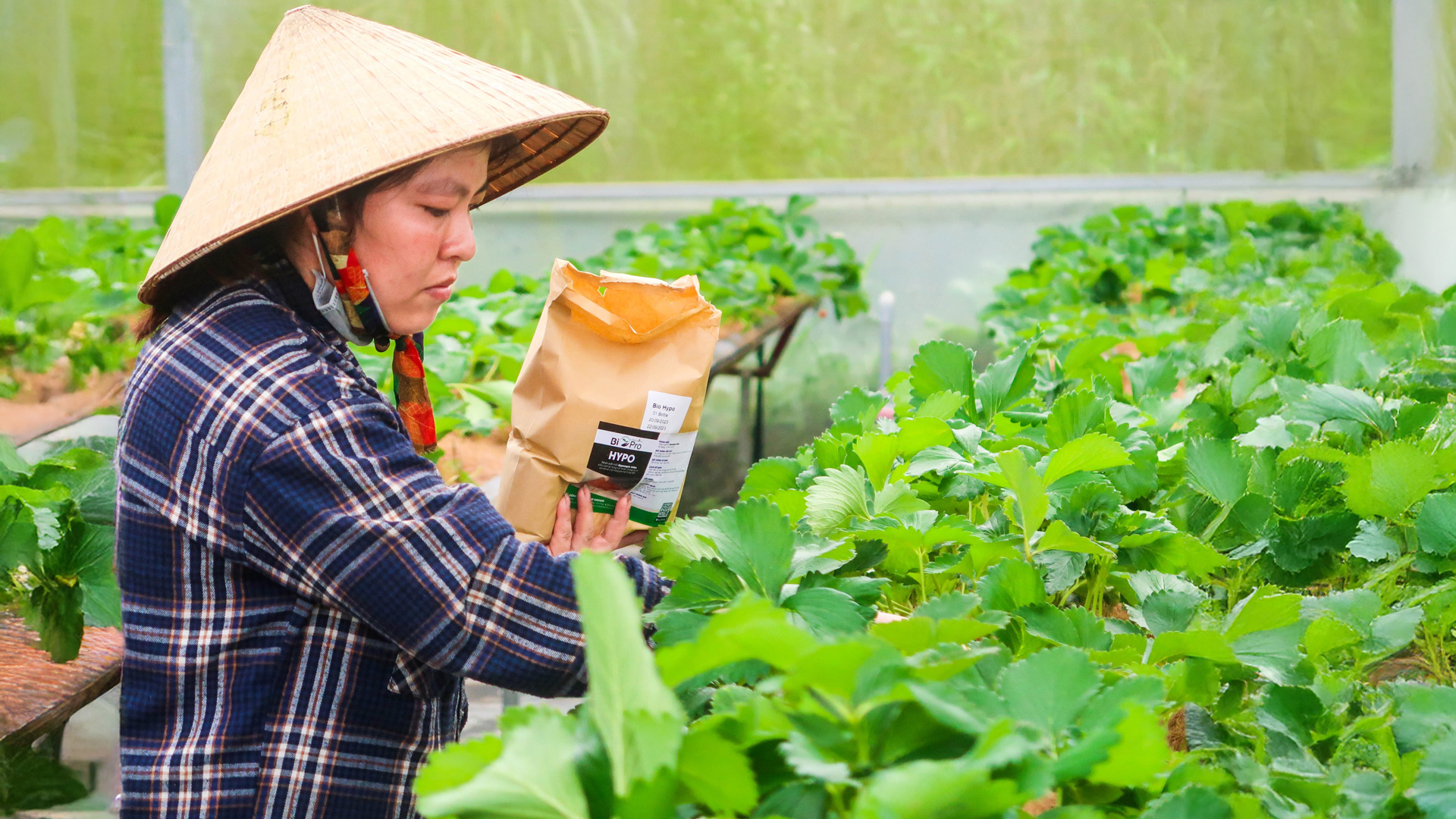 TP Đà Lạt Lâm Đồng phê duyệt giá bồi thường 36 loại cây trồng hàng năm