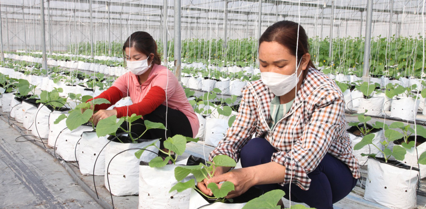 Yên Lạc Vĩnh Phúc gieo trồng gần 1 500 ha cây vụ Đông