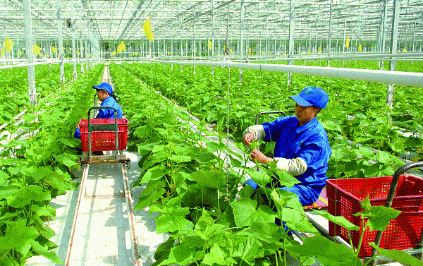Vĩnh Phúc Đẩy mạnh tái cơ cấu ngành nông nghiệp, phát huy lợi thế vùng sinh thái