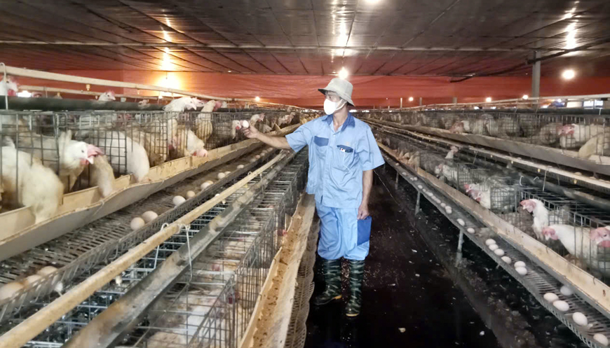 Ngành chăn nuôi Vĩnh Phúc nỗ lực bảo đảm nguồn cung cuối năm