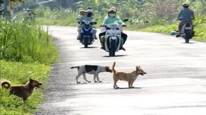 Chó thả rông và bi kịch không đáng có