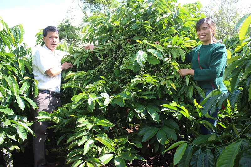 Nâng cao giá trị sản phẩm nông nghiệp nhờ ứng dụng công nghệ tại Đak Đoa Gia Lai