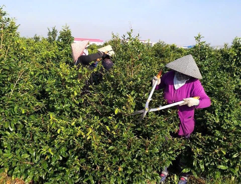 Sản xuất nông, lâm nghiệp và thủy sản Vượt khó để ổn định sản xuất