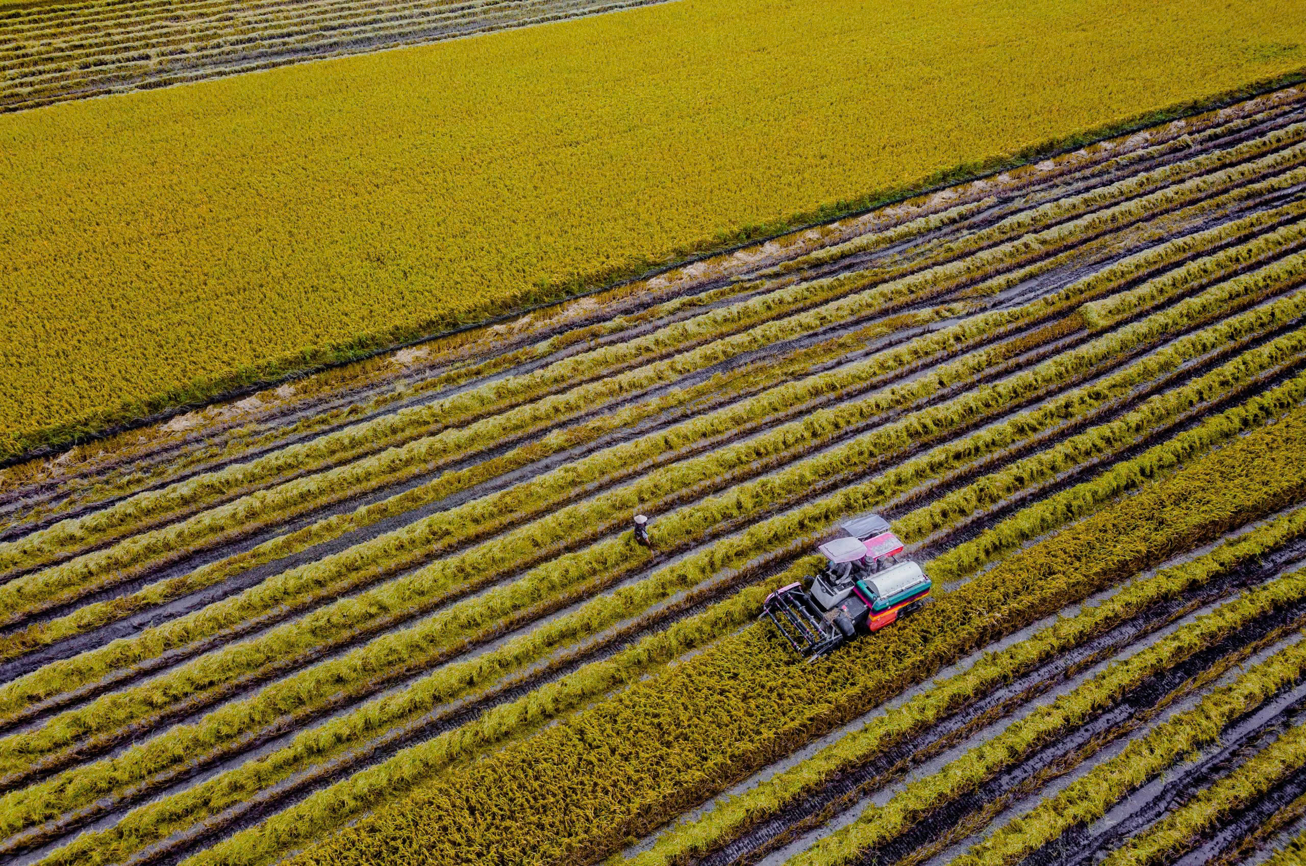 Hậu Giang xây dựng vùng sản xuất lúa chất lượng cao, phát thải thấp