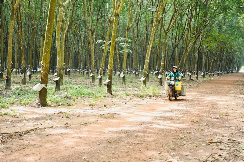 Tập đoàn công nghiệp cao su Việt Nam Không ngừng nỗ lực, đồng hành cùng sự phát triển của đất nước