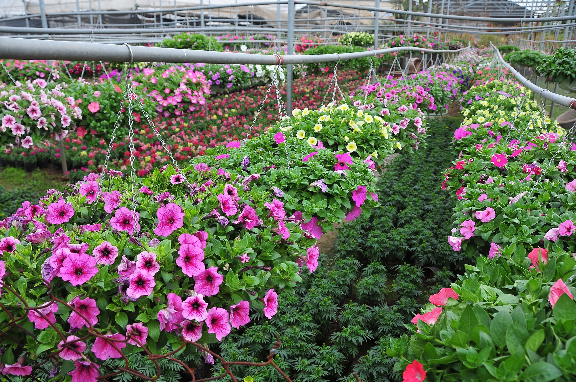 Đổi mới và phát triển kinh tế - xã hội nông thôn Tạo nền tảng bền vững cho tương lai