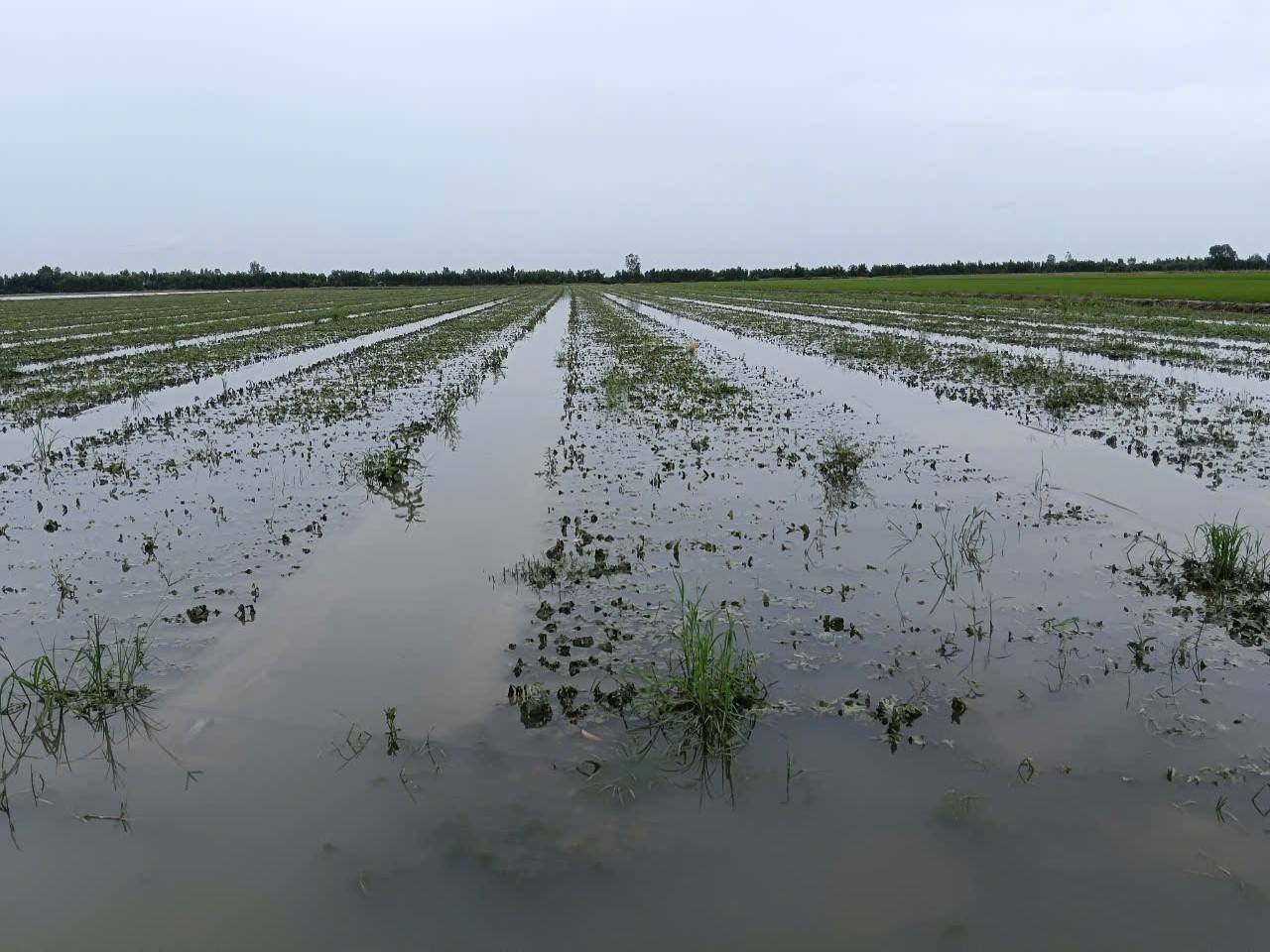 Long An triển khai các biện pháp phục hồi sản xuất nông nghiệp sau mưa, lũ