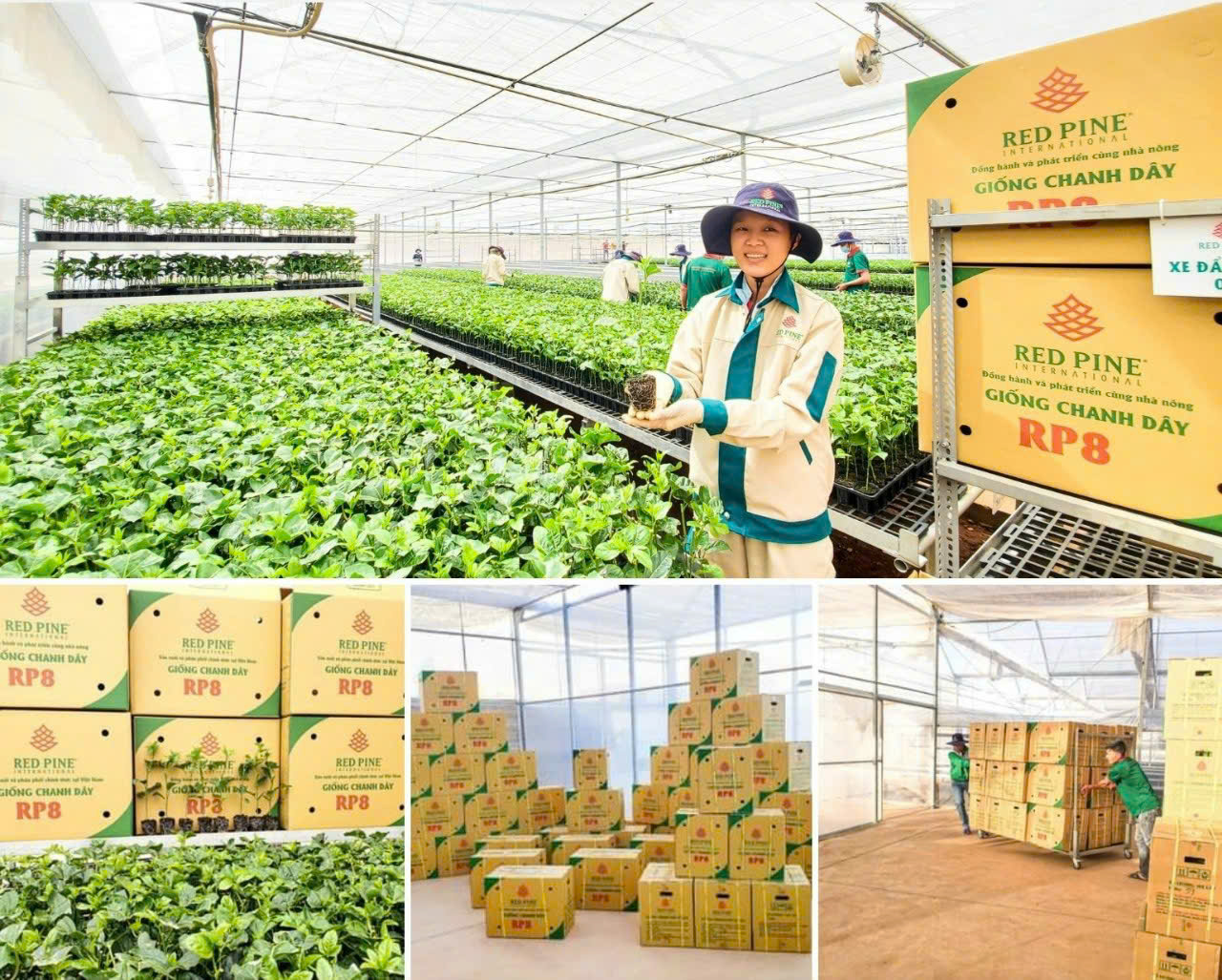 Giải pháp để ngành chanh dây Việt Nam phát triển bền vững và khẳng định vị thế trên trường quốc tế