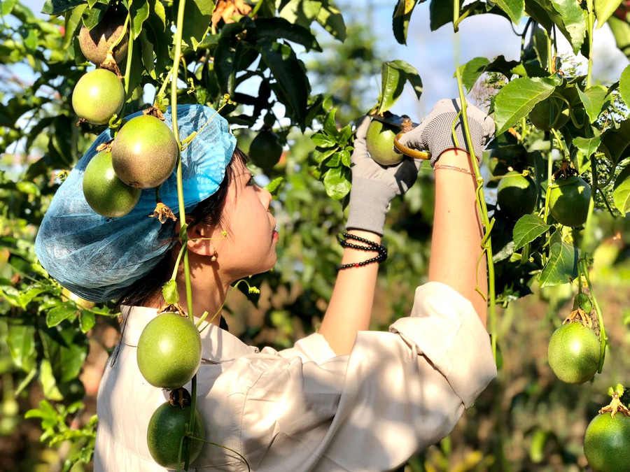 Gia Lai tập trung mở rộng sản xuất nông nghiệp hữu cơ