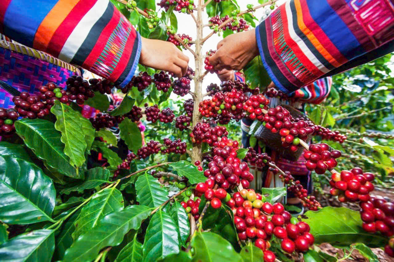 Gia Lai Phát triển kết cấu hạ tầng đồng bộ, nhất là hạ tầng các vùng động lực của tỉnh thu hút doanh nghiệp chế bến sâu