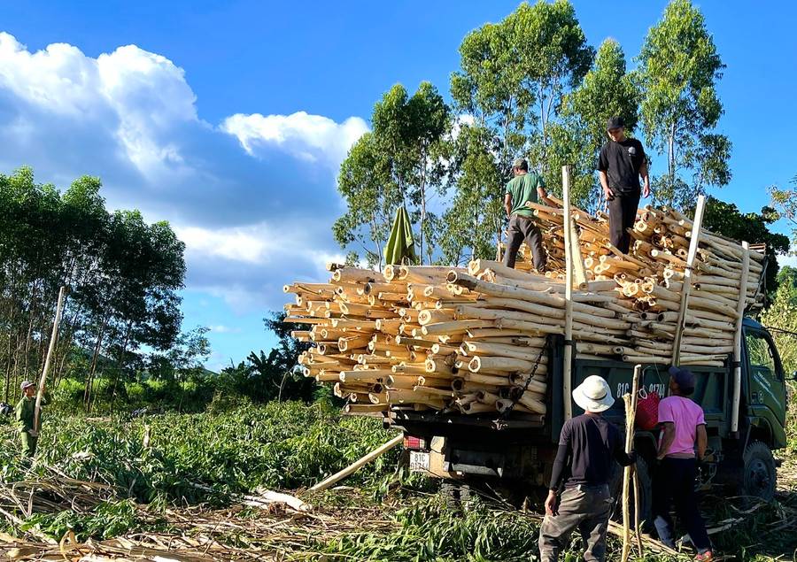 Gia Lai nhiều chương trình, kế hoạch trong quản lý, bảo vệ và phát triển rừng