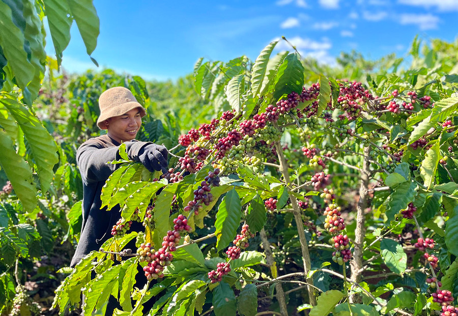 Phát triển nông nghiệp Tây Nguyên theo hướng hiệu quả, xây dựng thương hiệu đặc sản