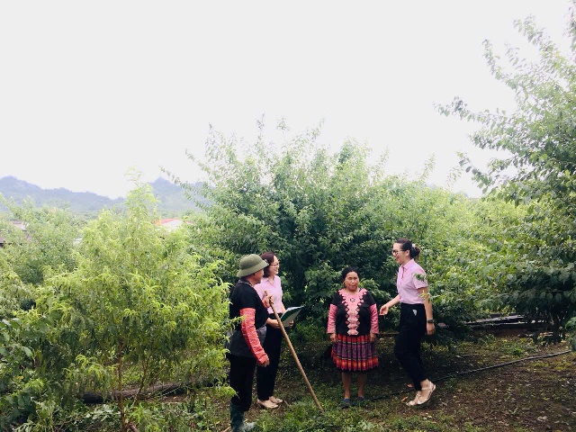 Đổi thay từ vốn tín dụng chính sách trên cao nguyên Mộc Châu