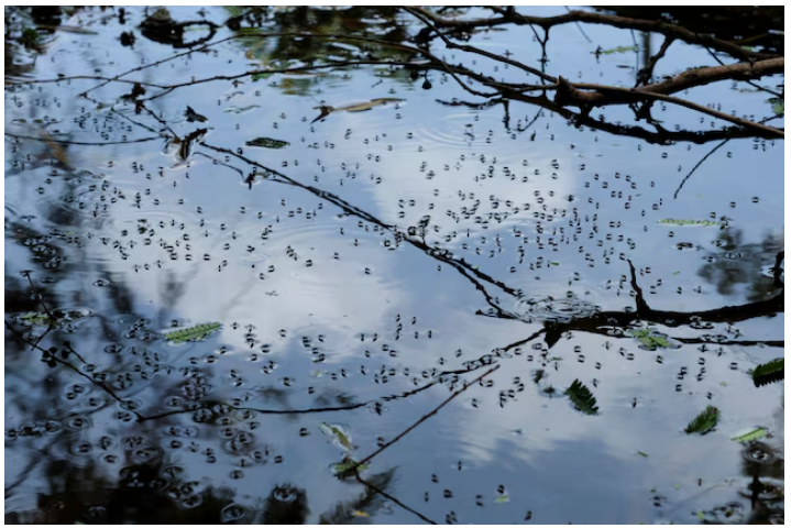 Cảnh báo bùng phát dịch sốt xuất huyết ở châu Mỹ