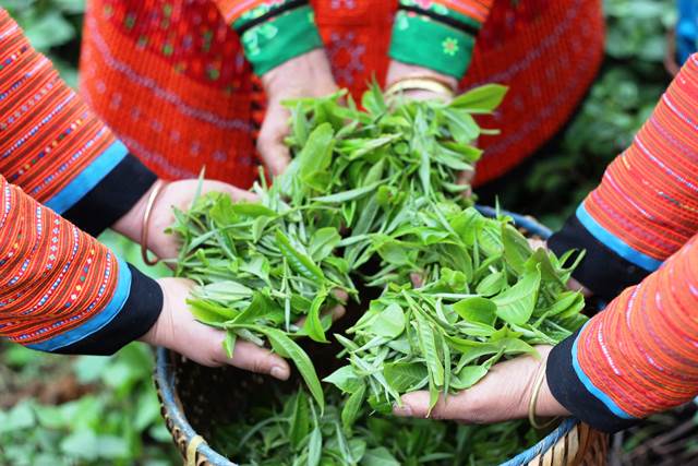 Gây dựng vùng trà mới, đưa thương hiệu trà Shanam lan tỏa rộng khắp hơn