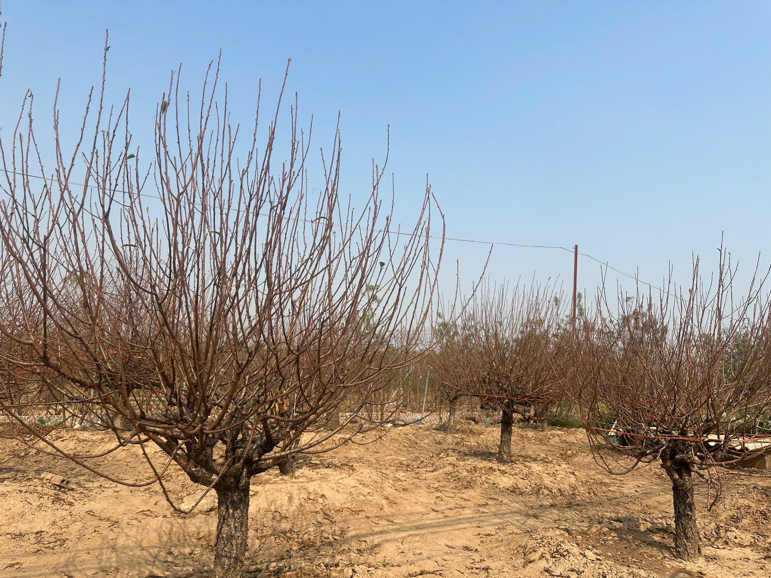 Giá đào, quất phục vụ Tết Ất Tỵ có thể tăng từ 10 -15