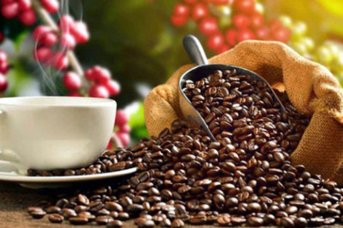 US increases to import Vietnamese coffee