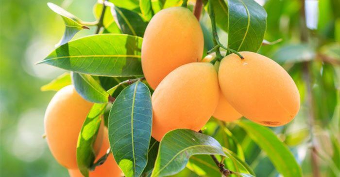 Vietnam Mango Association launched