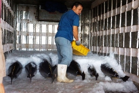 Tuna export expected to hit over 1 billion USD in 2022