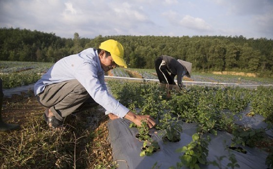Cal Nev Ari City cooperates with Quang Tri to export medicinal plants to US