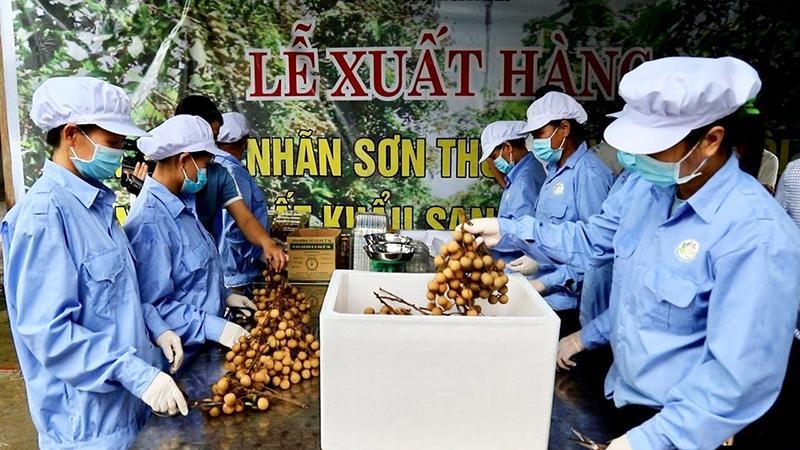 Hoa Binh exports first batch of Son Thuy fresh longan to Europe