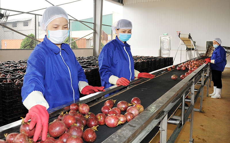 Protocol to be signed for fruit exports to China