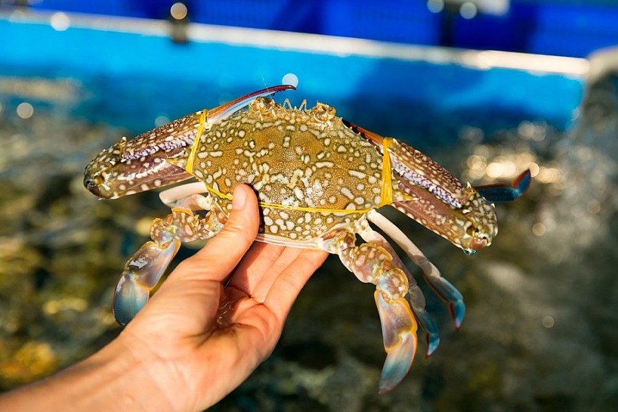 Crab exports to 4 major markets increase