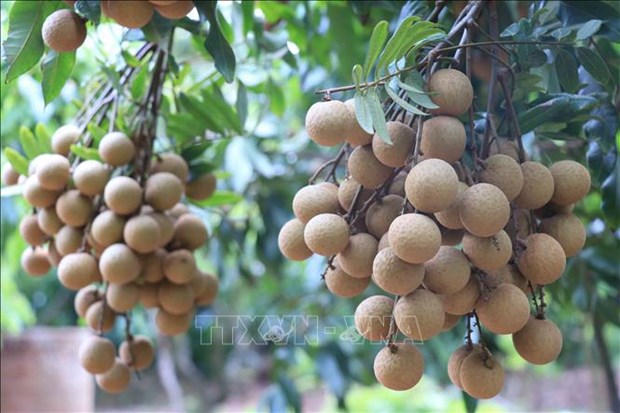Bac Giang exports longan to Australia